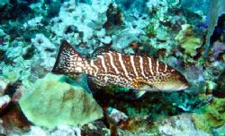 Grouper at Cayman Islands this August taken with a Canon ... by Bonnie Conley 